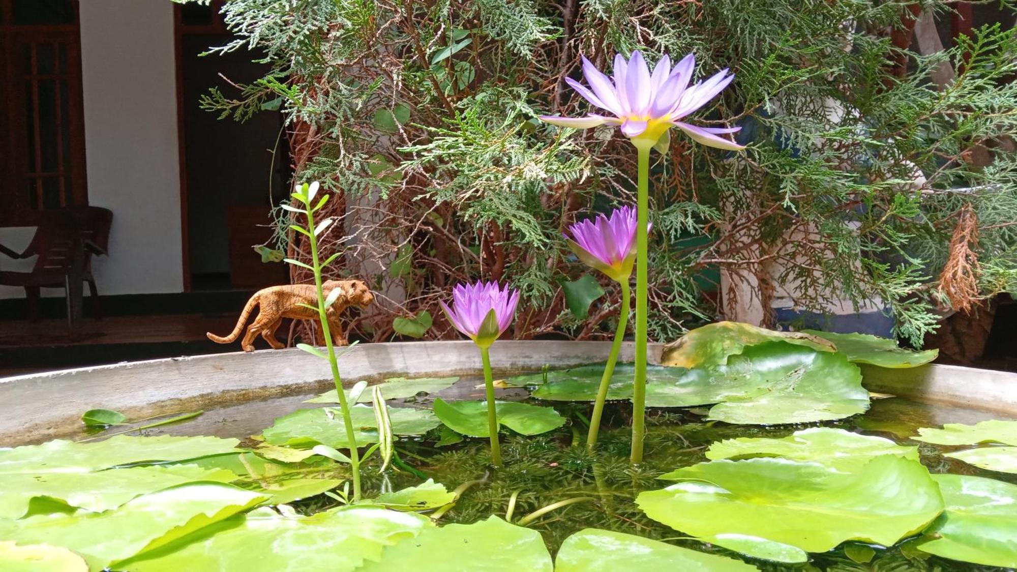 The King'S Garden Resort Dambulla Eksteriør bilde